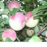 Сокское розовое3_0x160 Любимый сад